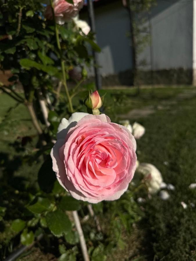 Хотелски Комплекс Копитото Tamarino Exteriör bild